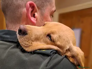 Labrador Retriever dogs Peggy, 6 month old Labrador Retriever - Advert 2