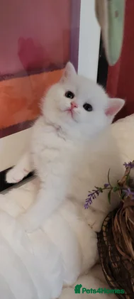 British Shorthair cats PureWhiteBSH Flamingo Rare.HighEnd/Pedigree line.  - Advert 1