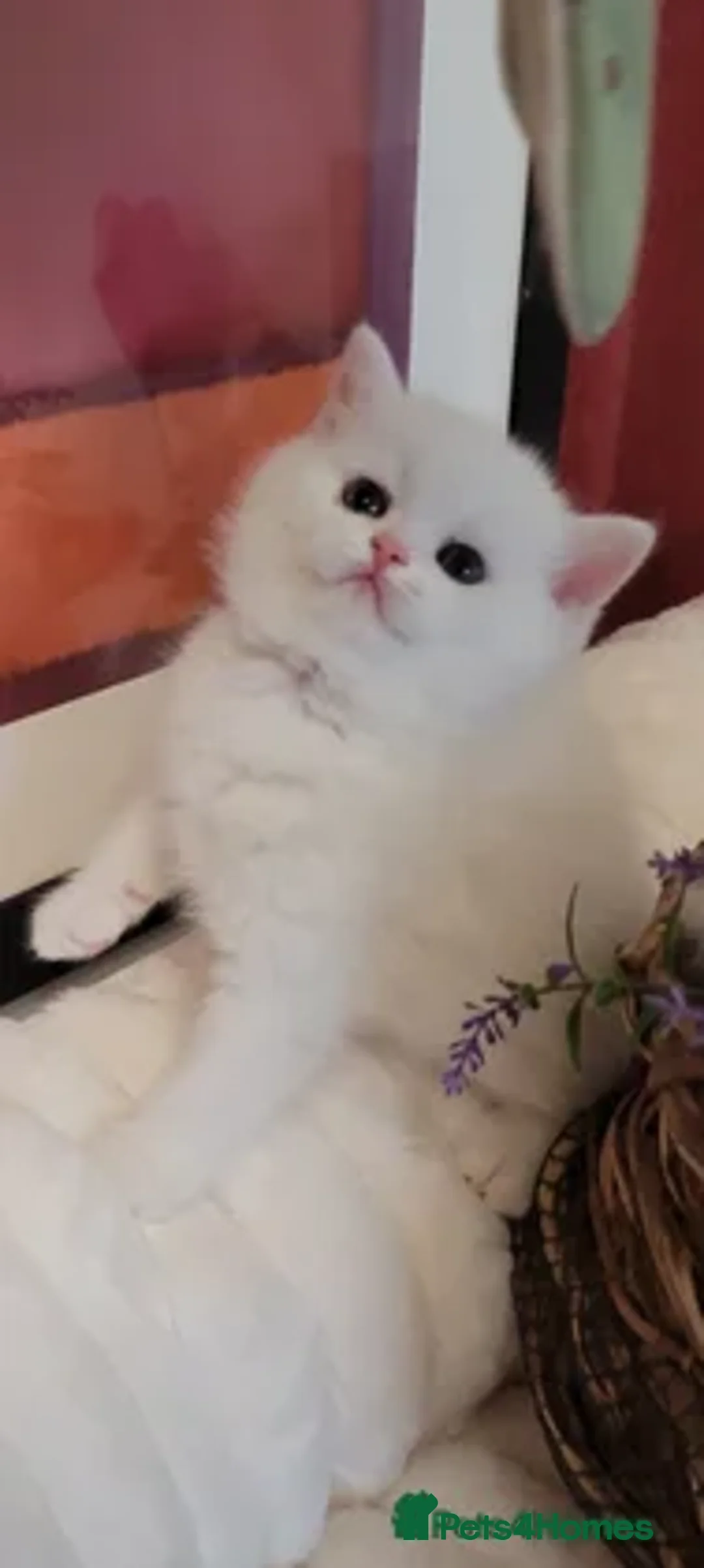 British Shorthair cats for sale: PureWhiteBSH Flamingo Rare.HighEnd/Pedigree line.  - Advert 1