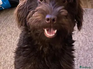 Mixed Breed dogs Spratterpoo Pups - Advert 1