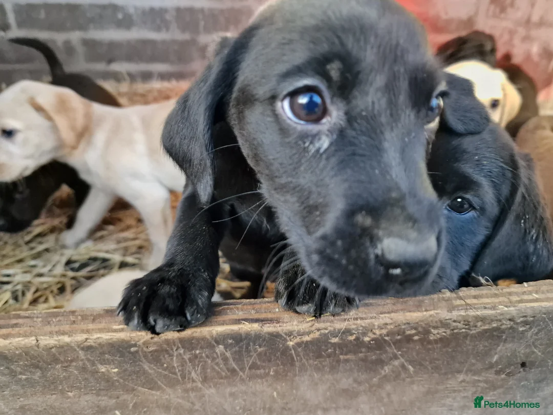 Labrador Retriever dogs for sale: 13 REALLY BEAUTIFUL LABRADOR PUPPIES  - Advert 19