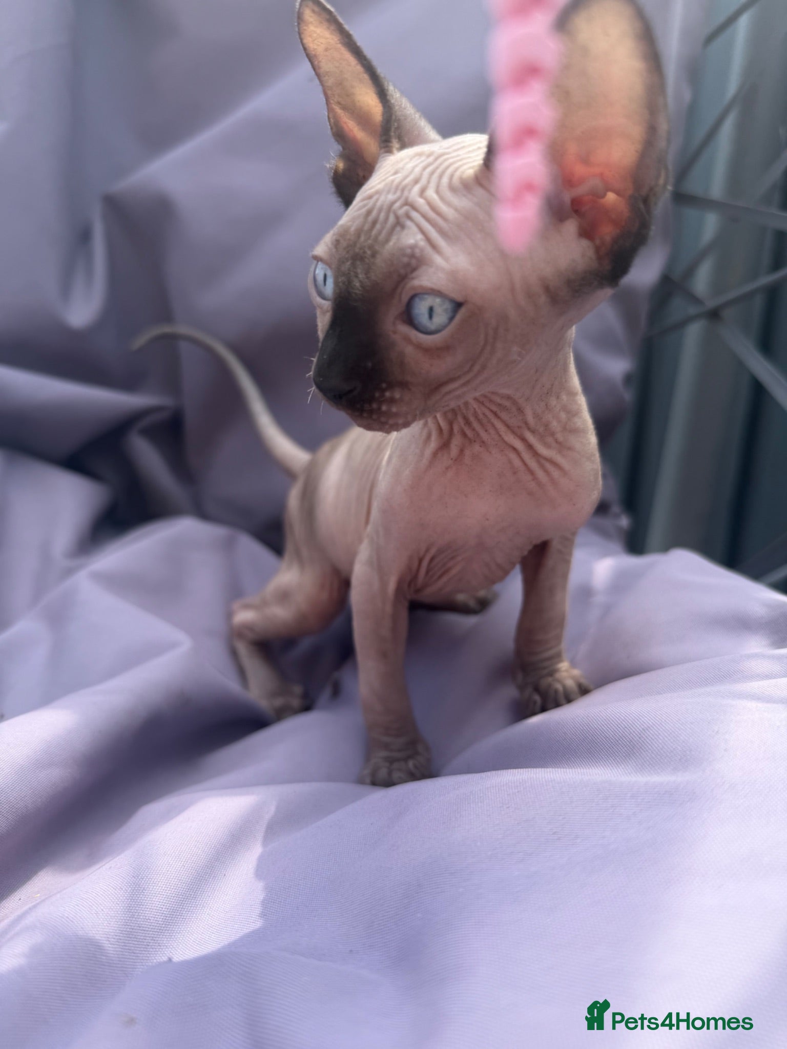 Sphynx cats Ready to go Weekend!! - Advert 5