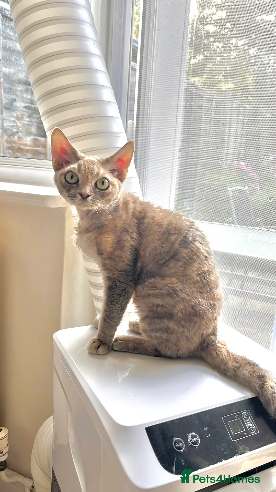 Devon Rex cats for sale: Devon Rex Kittens-Indoor Raised & Social - Advert 2