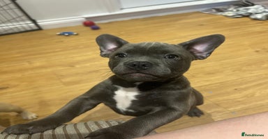 Mixed Breed dogs - Advert 8
