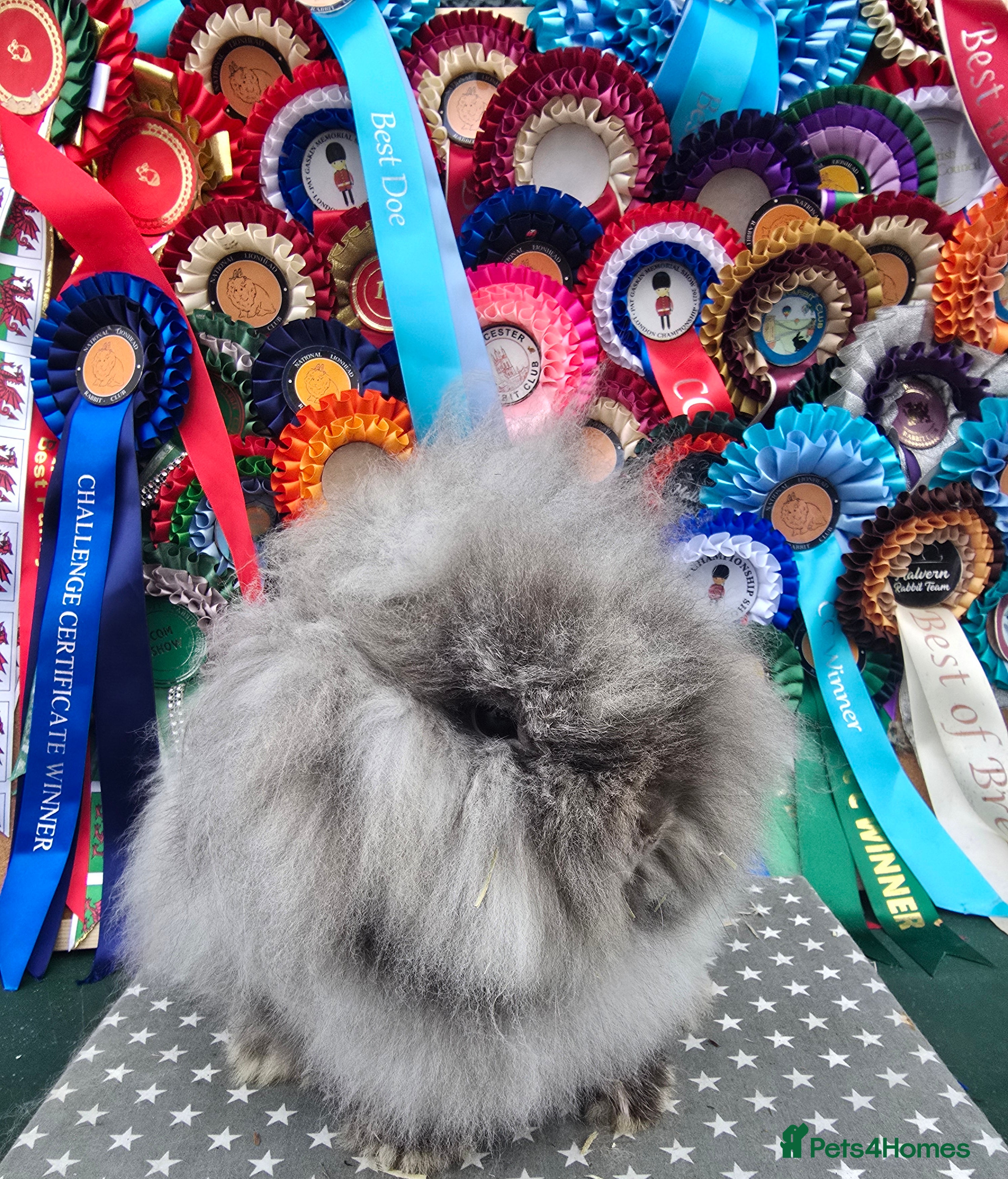 Lionhead rabbits Gorgeous Purebred Lionheads available  - Advert 2