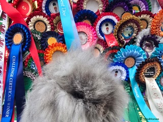 Lionhead rabbits Gorgeous Purebred Lionheads available - Advert 2