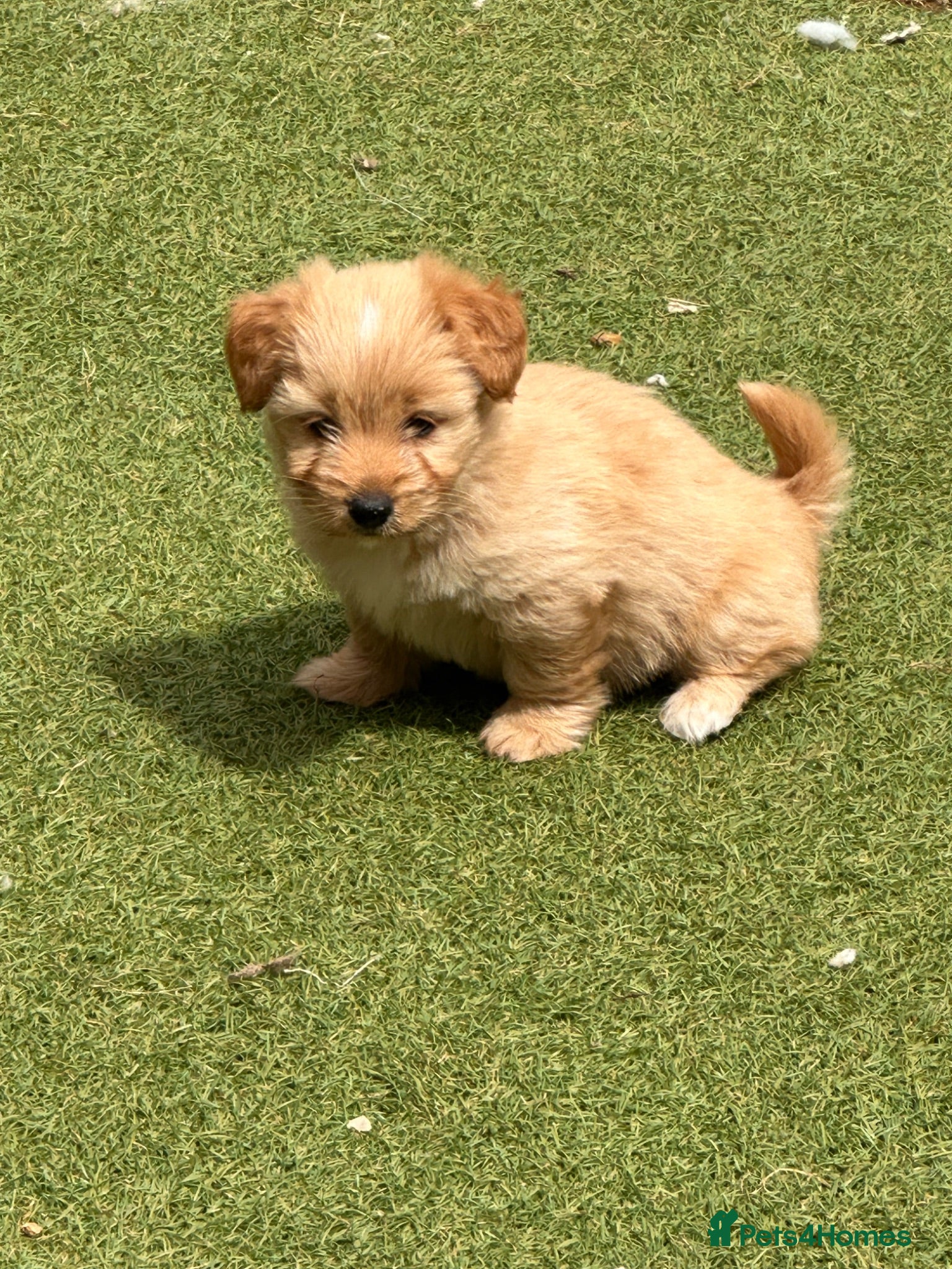 Mixed Breed dogs Chihuahua x terrier puppies for sale - Advert 6