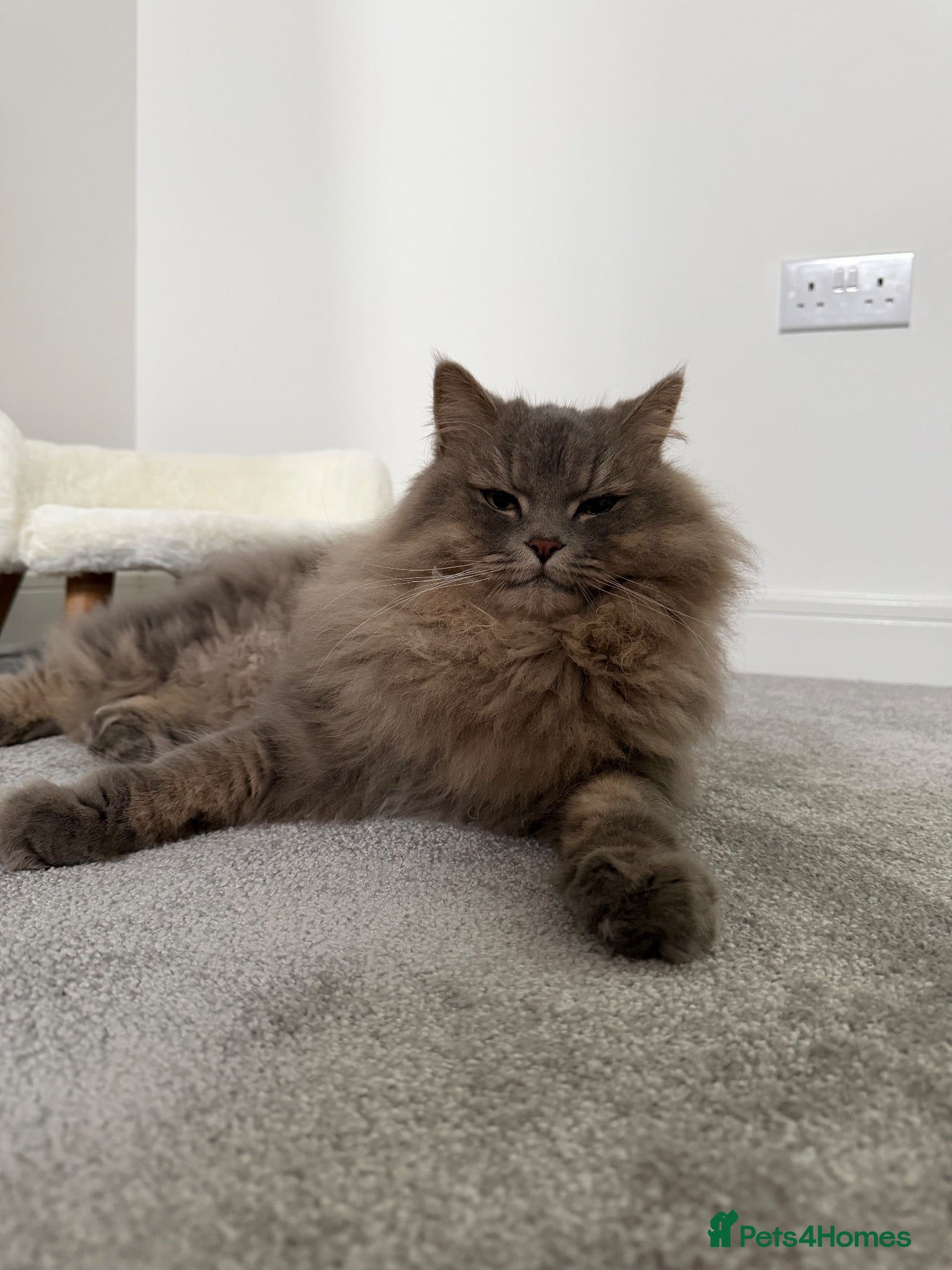 British Shorthair cats British Shorthair/Persian Male Cat - Advert 1