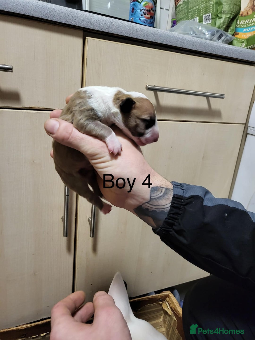 English Bull Terrier dogs for sale: English bull terrier puppies  - Advert 9