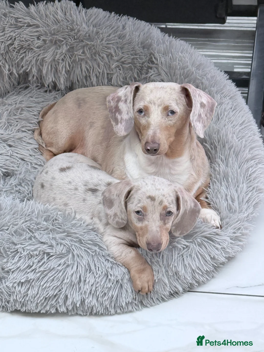 Miniature Dachshund dogs for sale: Miniature Dachshund Puppy - Isabella & Tan Dapple - Advert 6