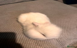 Lionhead rabbits for sale: 2 white double lion head  - Advert 5