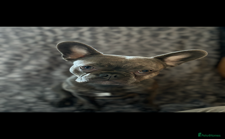 French Bulldog dogs - Advert 2