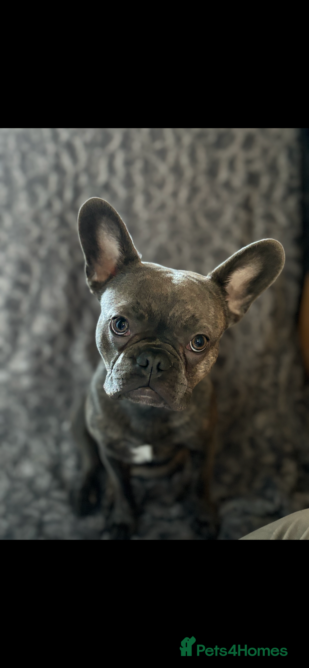French Bulldog dogs for sale: Male French bulldog  - Image 1