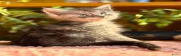 Maine Coon cats for sale: Beautiful Maine Coon kittens - Advert 8