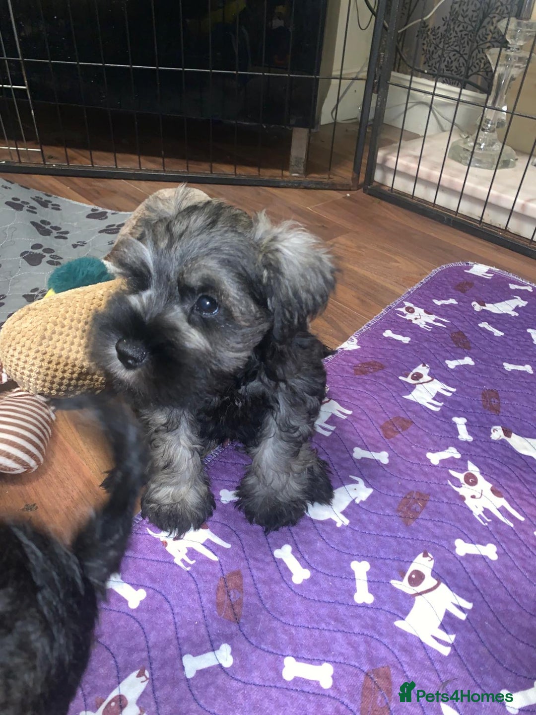 Miniature Schnauzer dogs for sale: Miniature schnauzer puppies ready now🐾 - Image 2