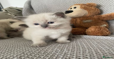 Ragdoll cats - Advert 12