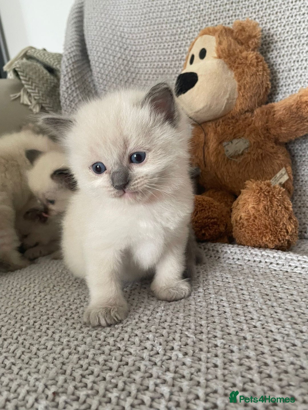 Ragdoll cats for sale: GCCF Ragdoll Kittens - Image 3