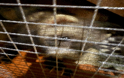 Ferret rodents for sale: FERRET FOR SALE - Image 9