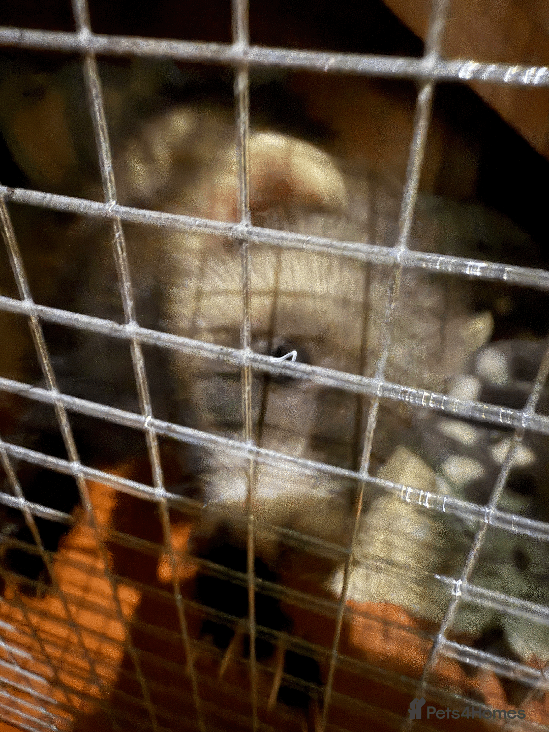 Ferret rodents for sale: FERRET FOR SALE - Image 9