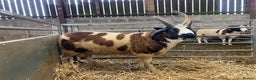 Sheep livestock for sale: Jacob rams  - Advert 3
