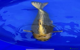 Koi Carp fish for sale: X2 KOI for sale  - Image 1