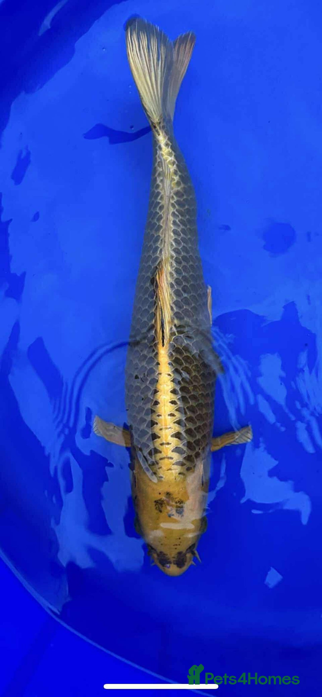 Koi Carp fish for sale: X2 KOI for sale  - Image 1