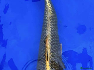 Koi Carp fish - Advert 31