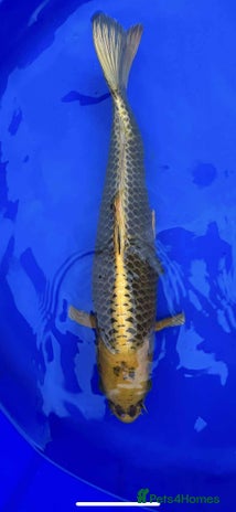 Koi Carp fish - Advert 8