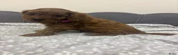 Cavapoo dogs for sale: Stunning F1 Toy Cavapoo Pups - Advert 21