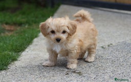 Cavapoochon dogs for sale: Beautiful Cavapoochon boy for sale - Image 12