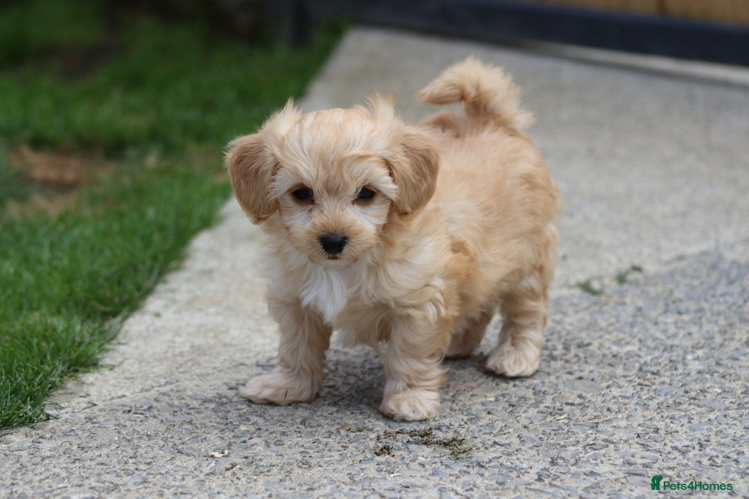 Cavapoochon dogs for sale: Beautiful Cavapoochon boy for sale - Image 12