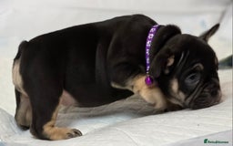 French Bulldog dogs for sale: TOP QUALITY KC REG FRENCHIES AVAILABLE  - Image 26