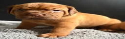 Dogue De Bordeaux dogs for sale: KC Dogue de Bordeaux Puppies with champions.  - Advert 5
