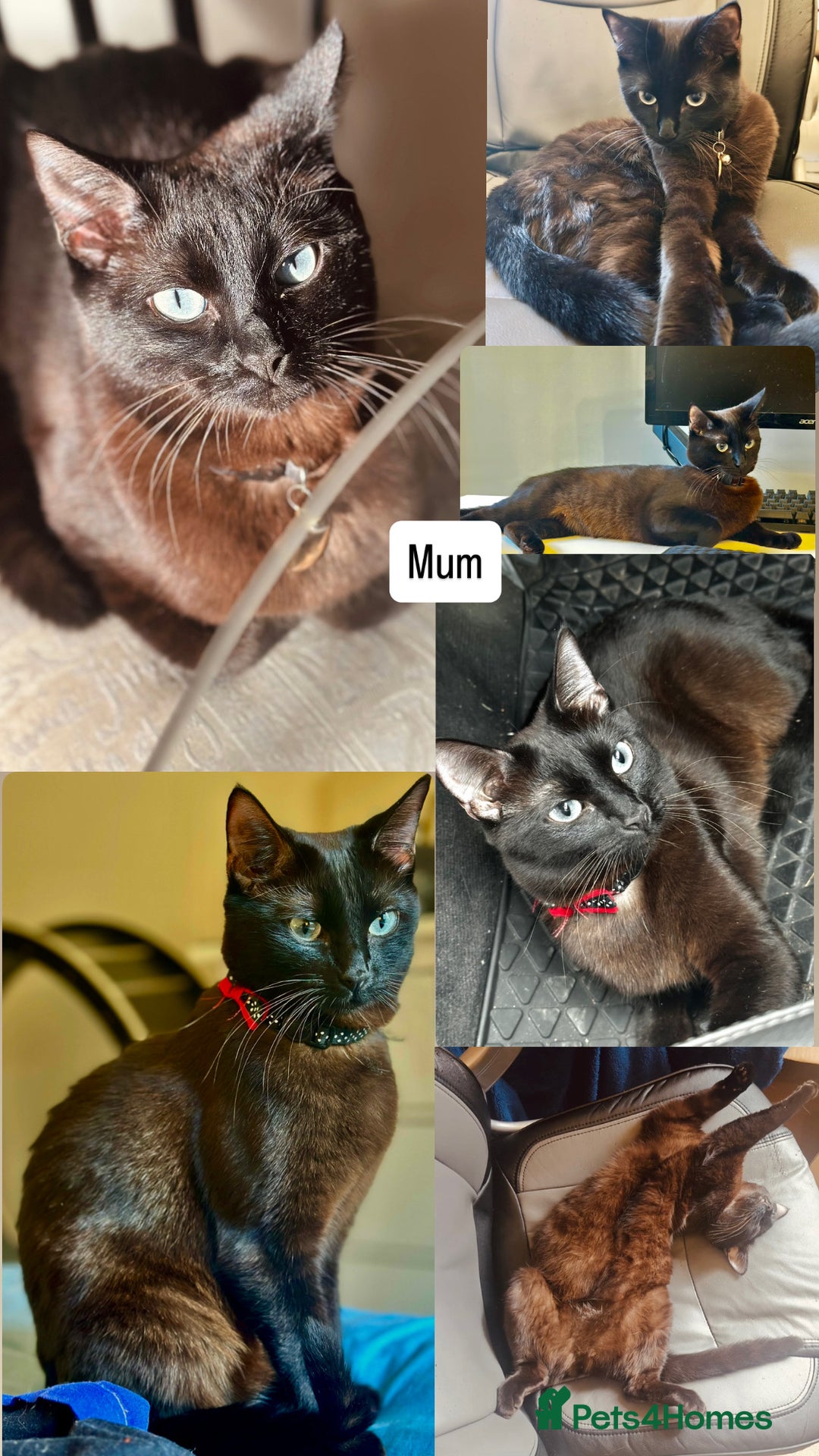 Perdoll cats for sale: PERDOLL KITTENS FOR SALE - Image 5