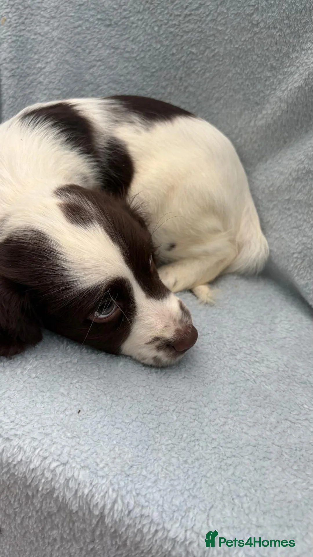 Cocker Spaniel dogs for sale: Cocker spaniel  in Portsmouth - Advert 24