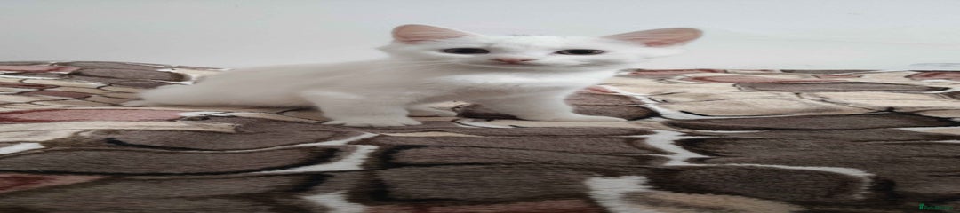 Khao Manee Kitten 2