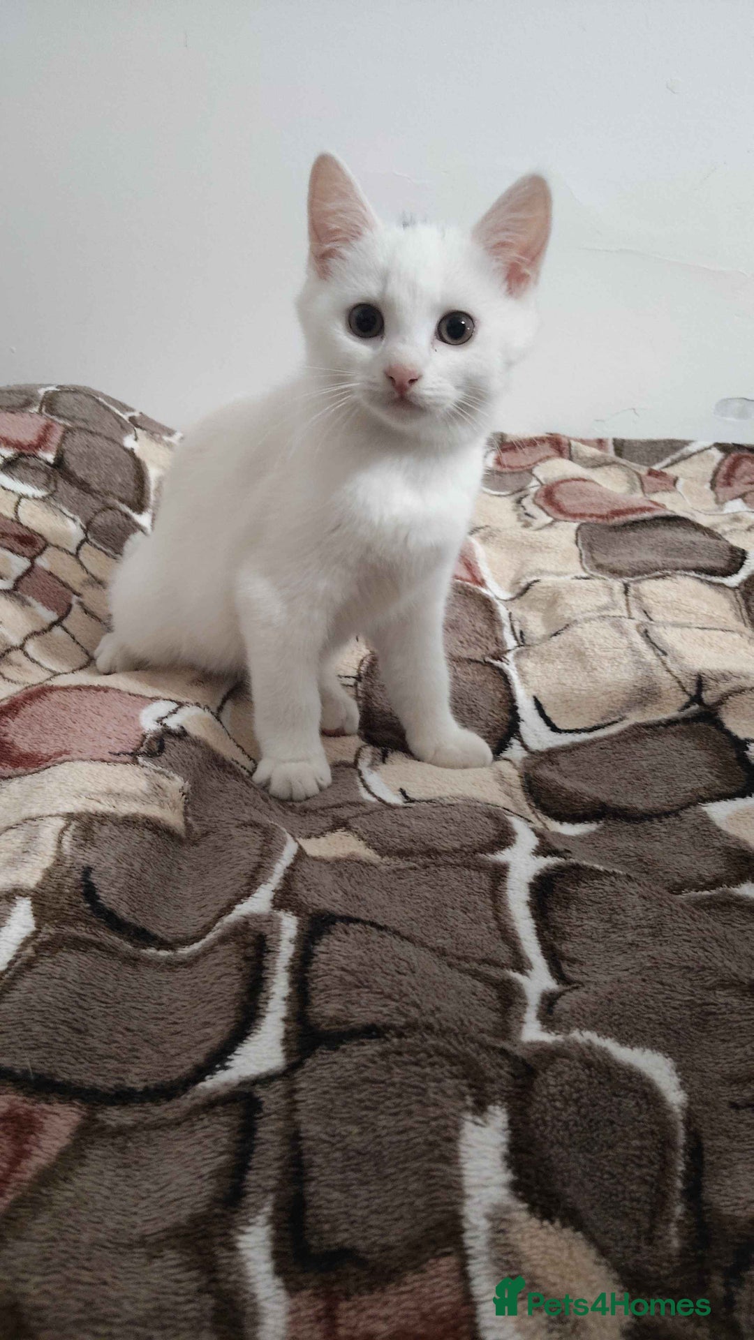Khao Manee cats for sale: Charming White Fluffy Kittens - Image 4