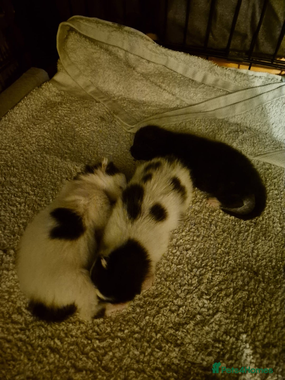 Mixed Breed cats for sale: Beautiful mix breed letter - Advert 11