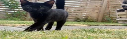 Mixed Breed cats for sale: Two female kittens (4months) - Advert 8