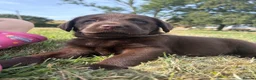 Labrador Retriever dogs for sale: 2 girls available Extenively health Tested READY - Advert 21