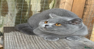 British Shorthair cats Blue girl  - Advert 5