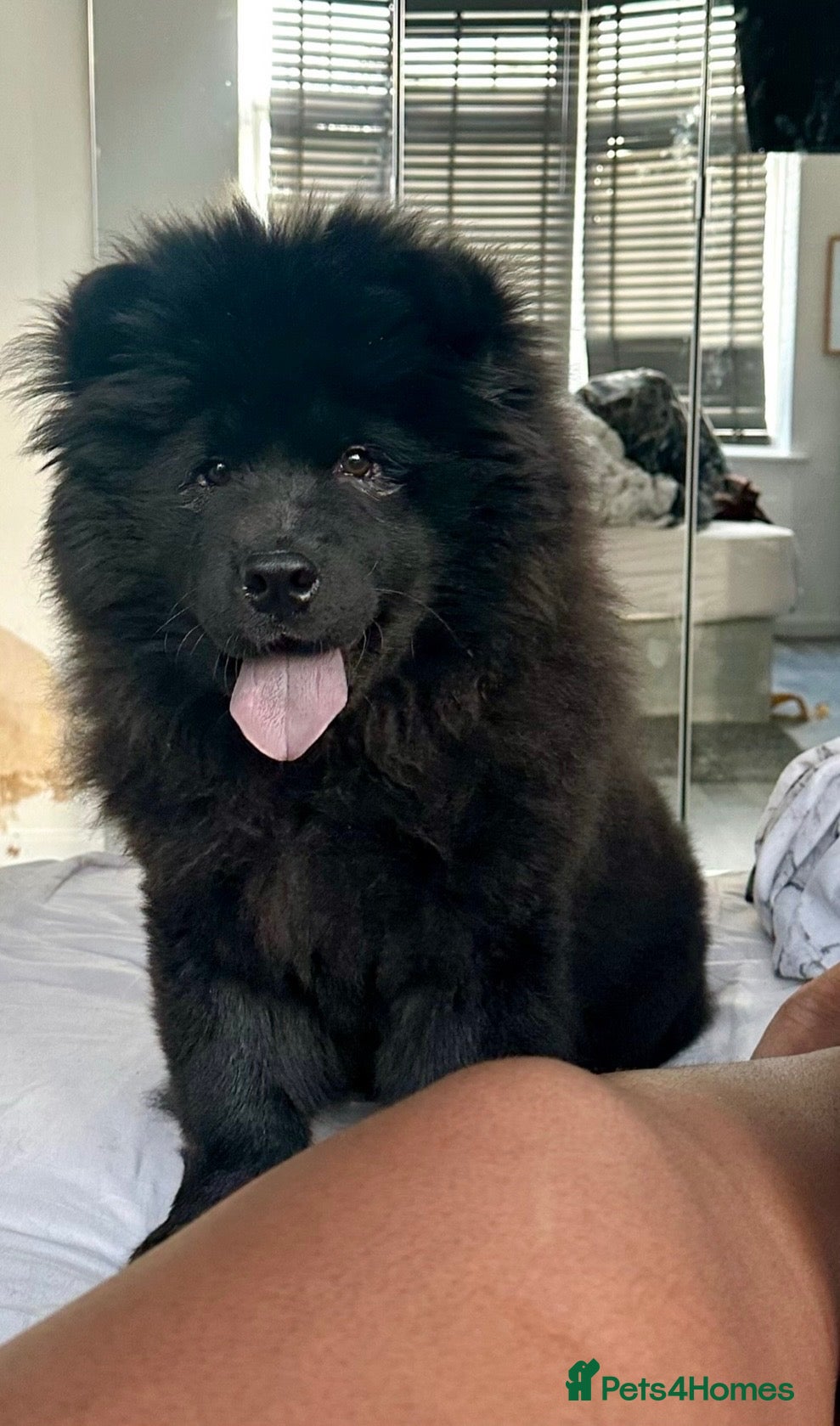 Chow Chow dogs Chow chow - Evie - Advert 1