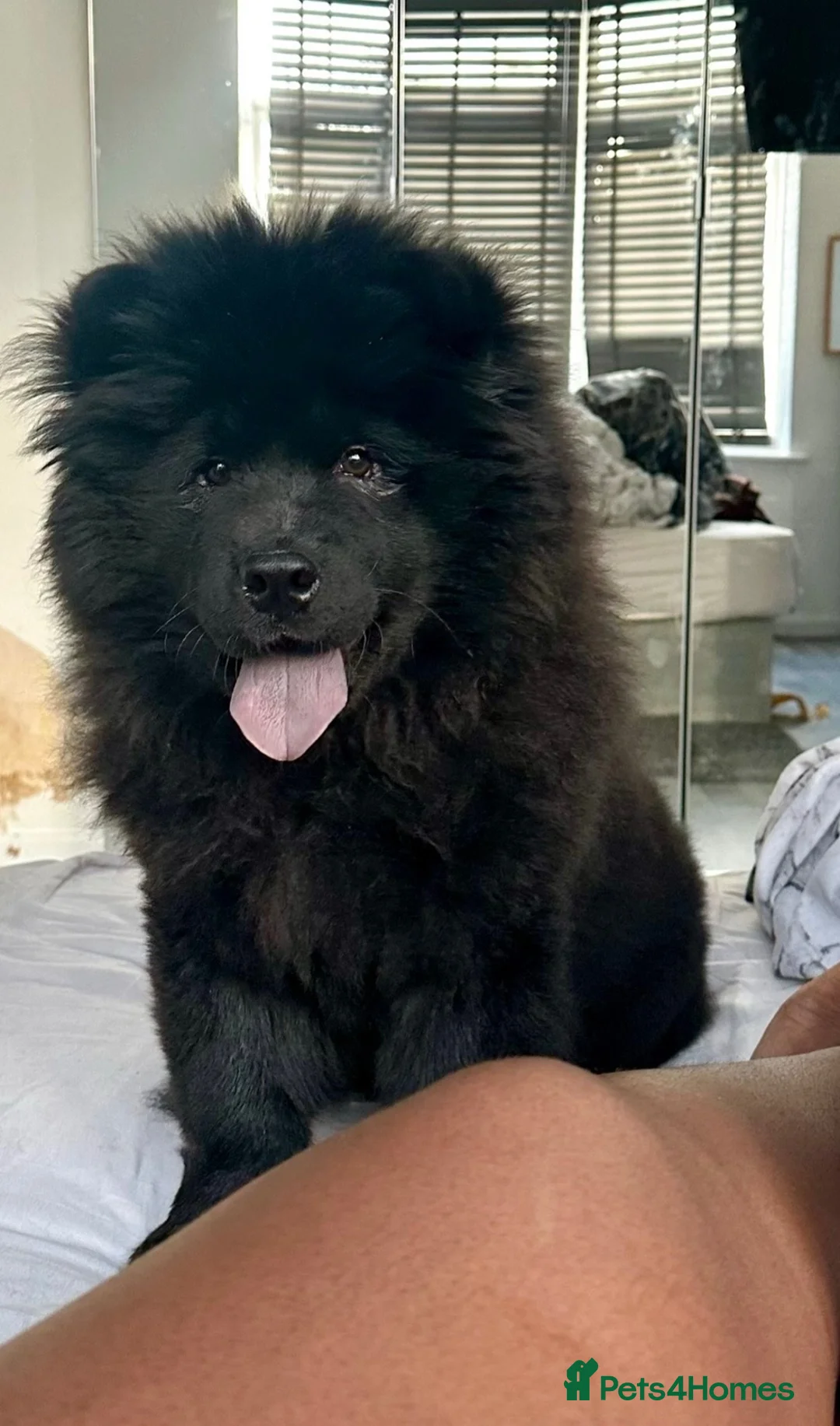Chow Chow dogs for sale: Chow chow - Evie in Edgware - Advert 1