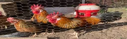 Chickens poultry for sale: Brown Leghorn cockerel  - Advert 1