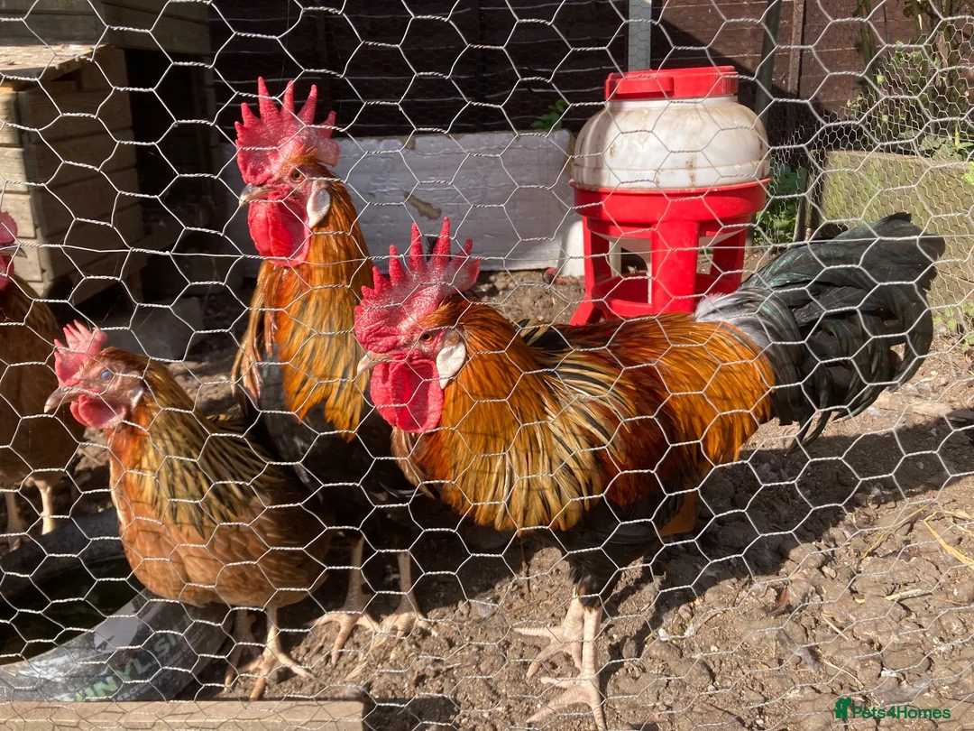 Chickens poultry for sale: Brown Leghorn cockerel  - Advert 1