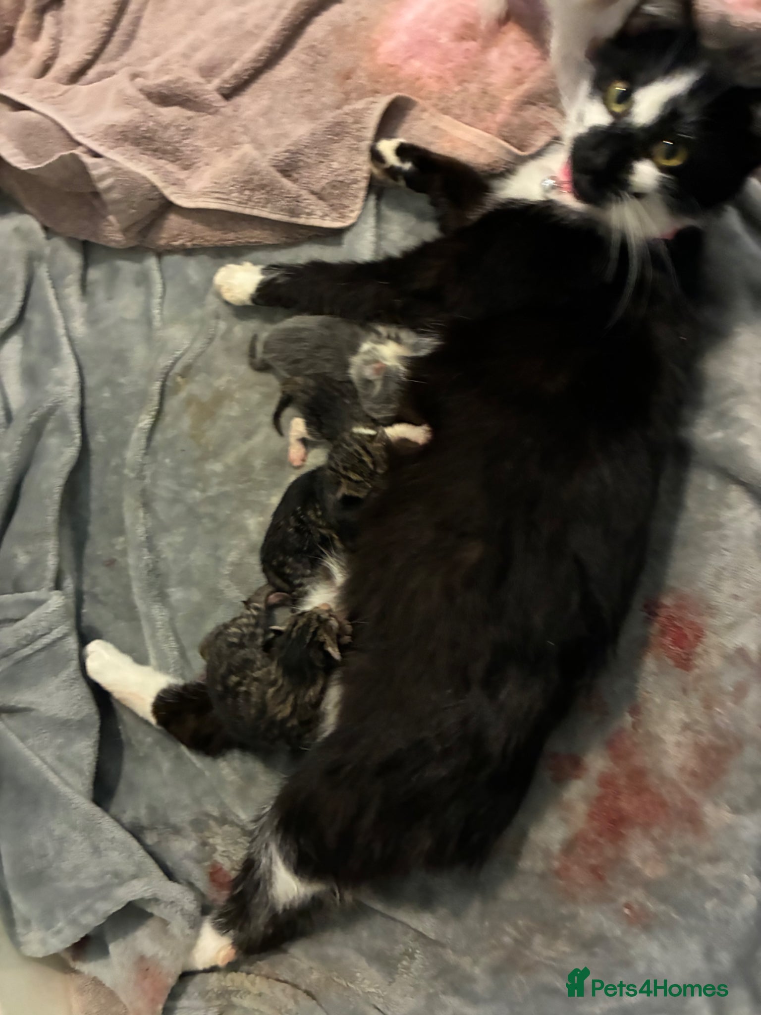 Mixed Breed cats Mixed breed x Manx  - Advert 1