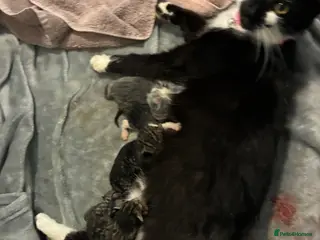 Mixed Breed cats Mixed breed x Manx - Advert 1