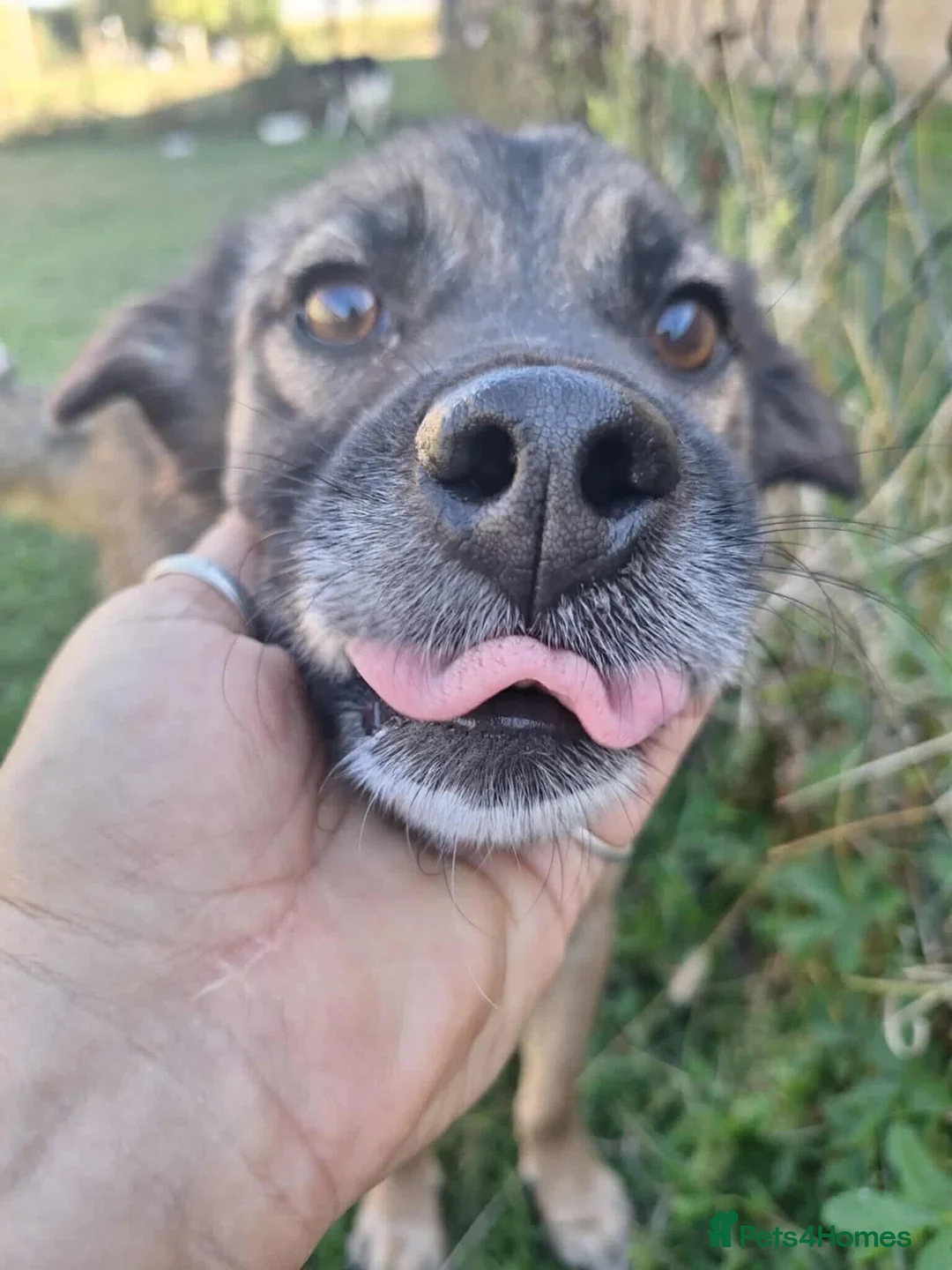 Mixed Breed dogs for adoption: Etta for adoption - Advert 2