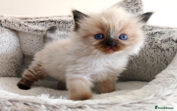 Ragdoll cats for sale: INDOOR FULL PEDIGREE RAGDOLL KITTENS - Image 9
