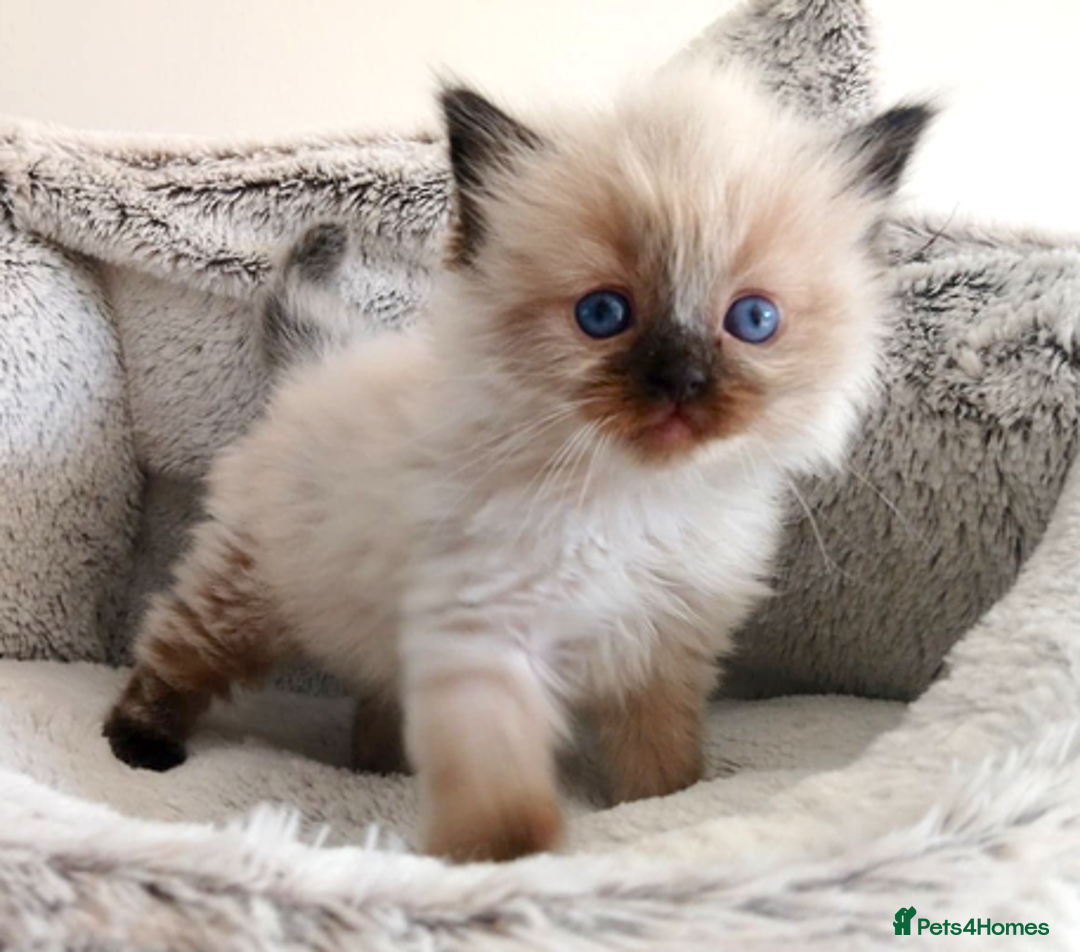 Ragdoll cats for sale: INDOOR FULL PEDIGREE RAGDOLL KITTENS - Image 9